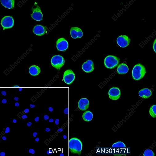 Recombinant CD3G Monoclonal Antibody - 4