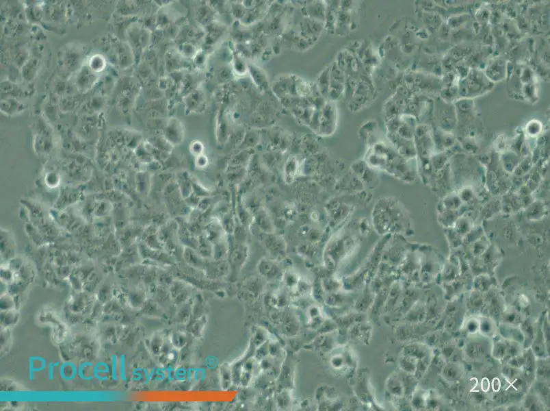 QGP-1 Cell Complete Medium - 4