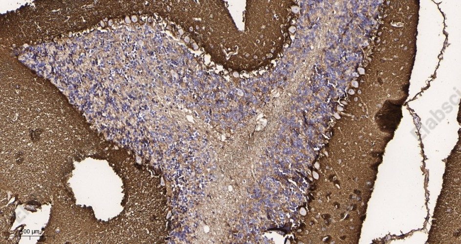 Recombinant EAAT1 Monoclonal Antibody - 3