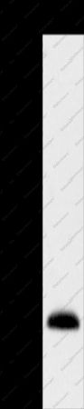 MSMB Polyclonal Antibody - 1