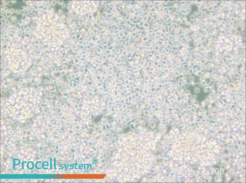 Reh Cell Complete Medium - small - 5