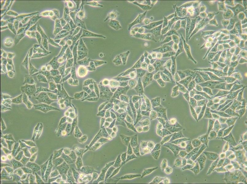 AN3 CA Cell Complete Medium - small - 4