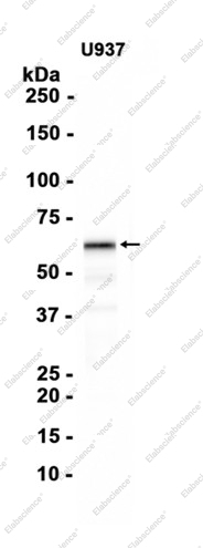 Recombinant WASP/Wiskott-Aldrich syndrome protein Monoclonal Antibody - 1