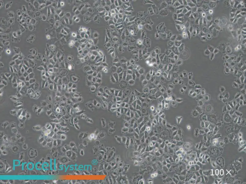 NCI-H838 Cell Complete Medium - 2