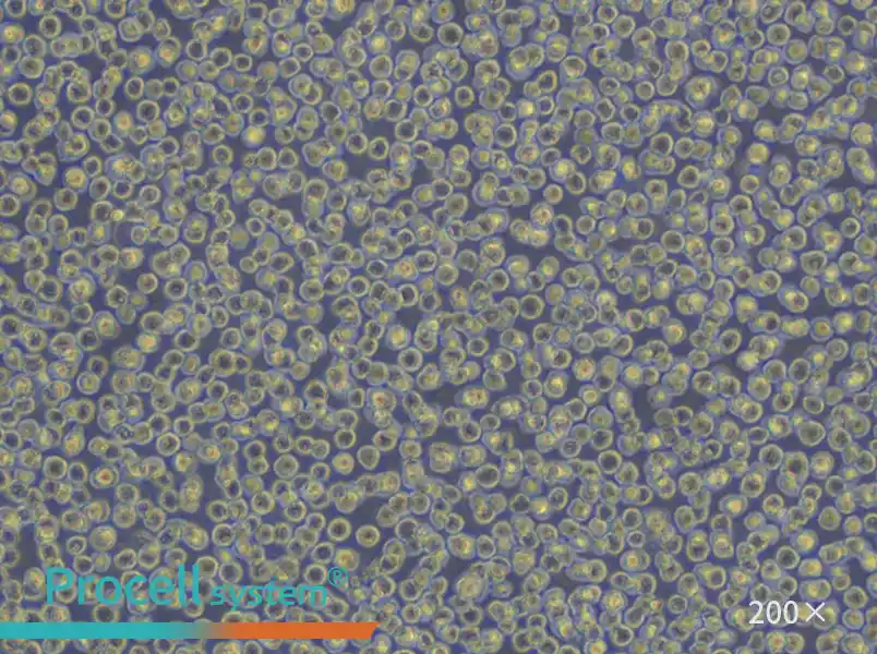 HL-60 Cell Complete Medium - small - 4