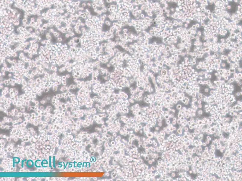 CTLL-2 Cell Complete Medium - 3
