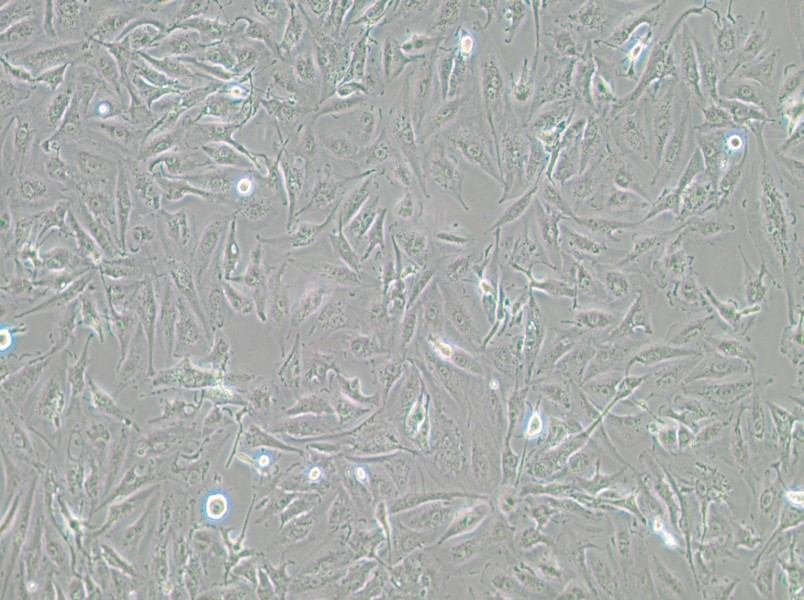 A-498 Cell Complete MediumA-498 Cell Complete Medium - 3