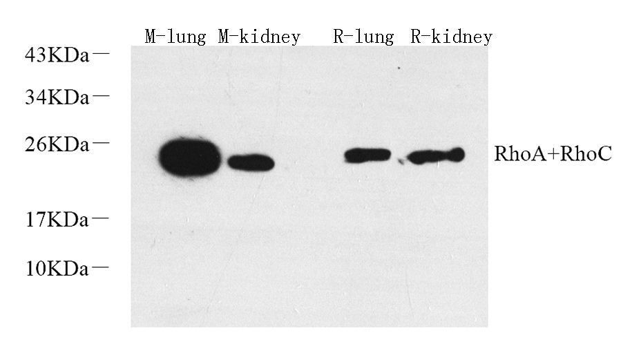 Western Blot analysis of various samples using RHOA Polyclonal Antibody at dilution of 1:600.