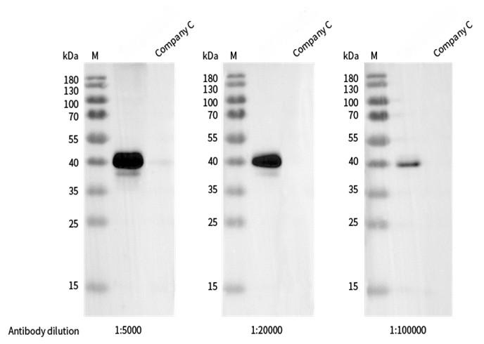 Recombinant Phospho-c-Jun (Ser73) Monoclonal Antibody - small - 2