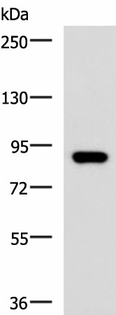 Western blot analysis of 293T cell lysate  using ABCB5 Polyclonal Antibody at dilution of 1:500