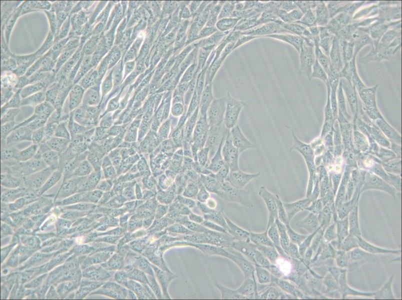 HT22 Cell Complete Medium - 5