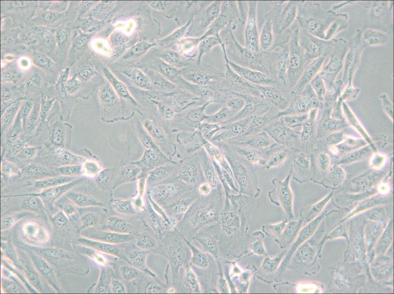 786-O [786-0] Cell Complete Medium - 6