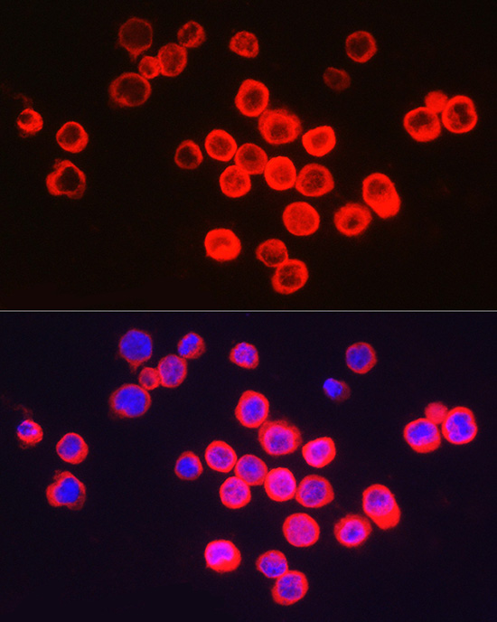 Immunofluorescence analysis of THP-1 cells using BCL2A1 Polyclonal Antibody at dilution of 1:200 (40x lens). Blue: DAPI for nuclear staining.