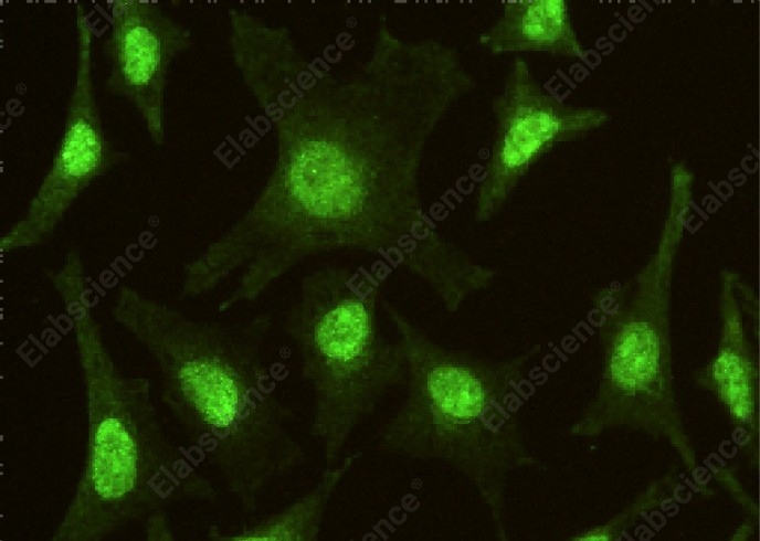 IRF6 Monoclonal Antibody - 1