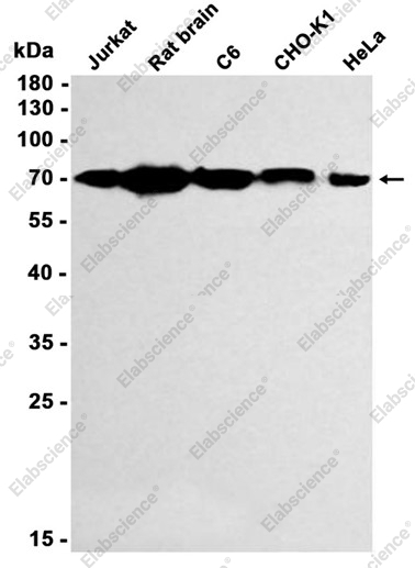 Recombinant Hsc70 Monoclonal Antibody - 2