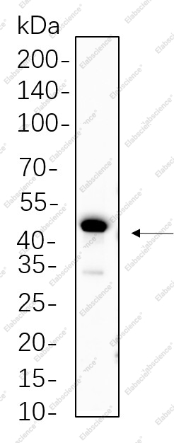 Recombinant PAX6 Monoclonal Antibody - 1
