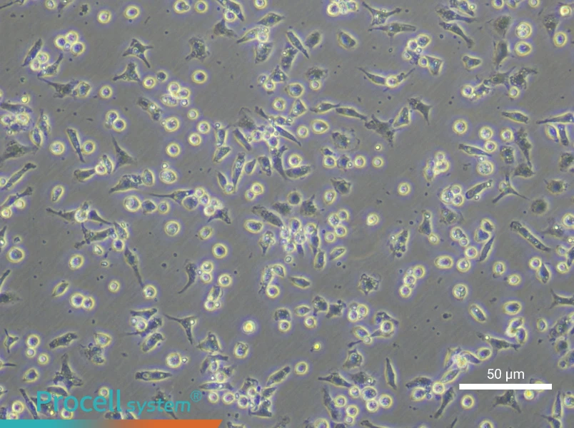 Mouse Peripheral Blood Monocyte Complete Medium - small - 5
