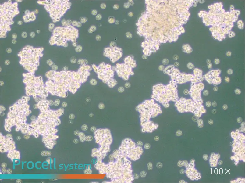 NCI-H524 Cell Complete Medium - 1