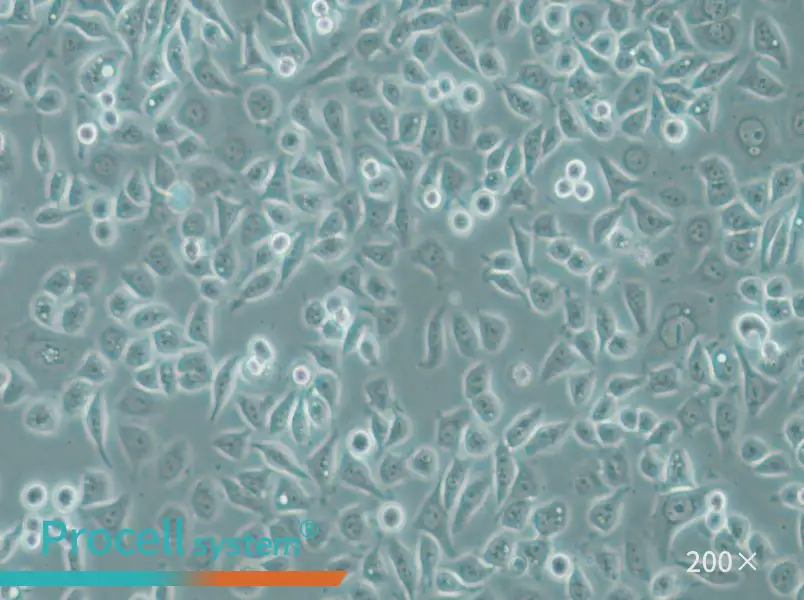 PC-9 Cell Complete Medium - small - 6