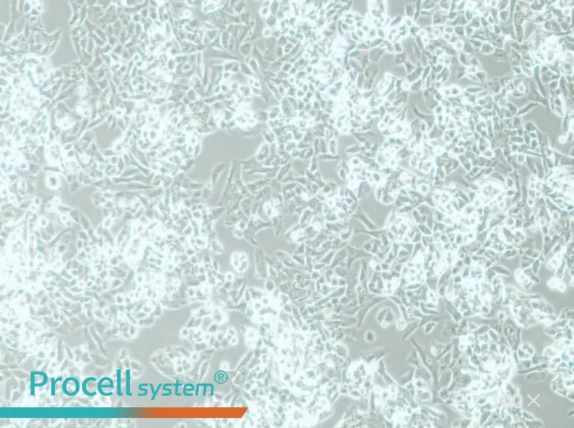 MES-SA Cell Complete Medium - 1