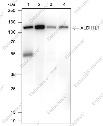 Recombinant ALDH1L1 Monoclonal Antibody - 1