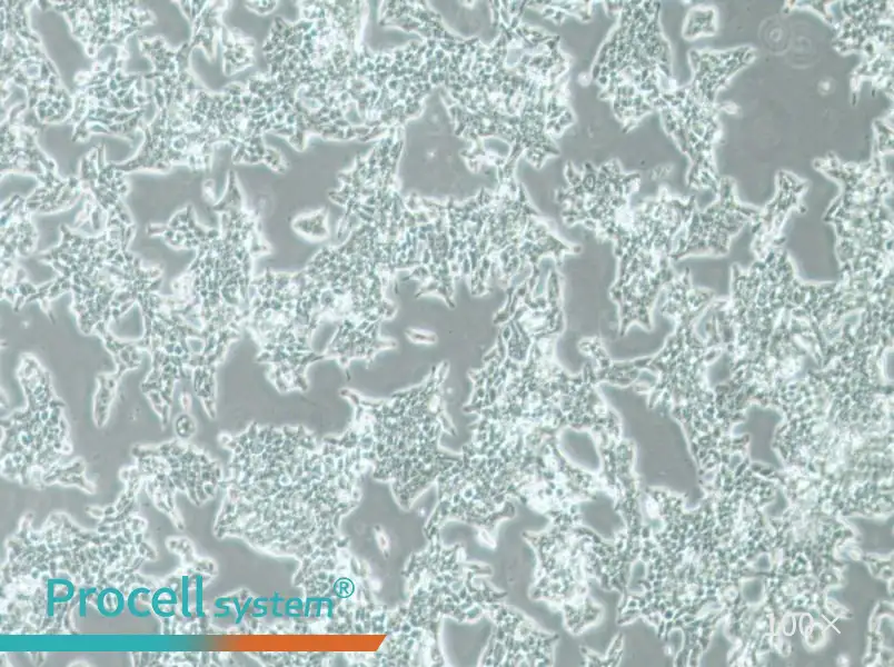 SW620 (DMEM) Cell Complete Medium - 3