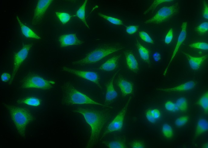 Recombinant P4HB/ERBA2L Monoclonal Antibody-searchlist-1