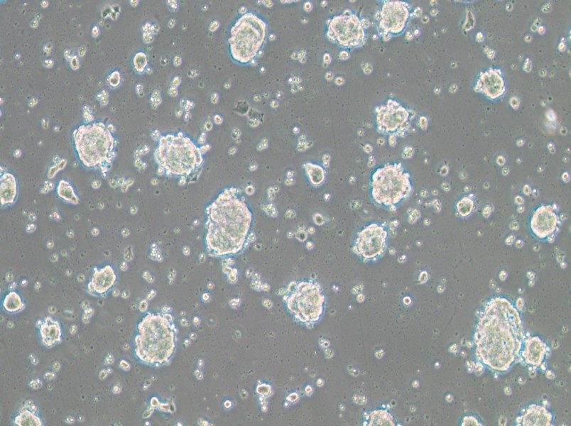 SK-ES-1 Cell Complete Medium - 3