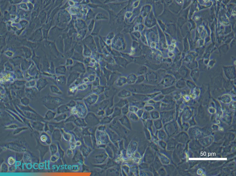Rat Epiphyseal Chondrocyte Complete Medium - 5