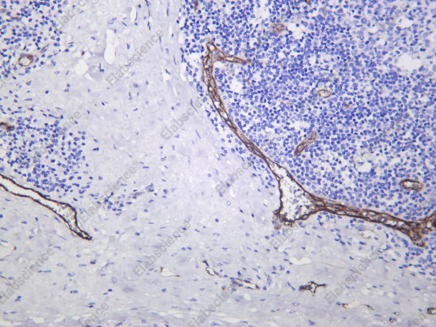 Recombinant Von Willebrand Factor Monoclonal Antibody - 2