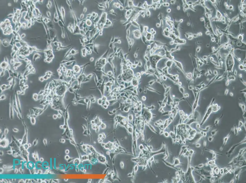 E0771 Cell Complete Medium - 1