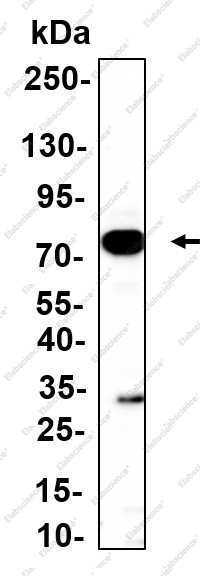 Recombinant Cortactin Monoclonal Antibody - 3