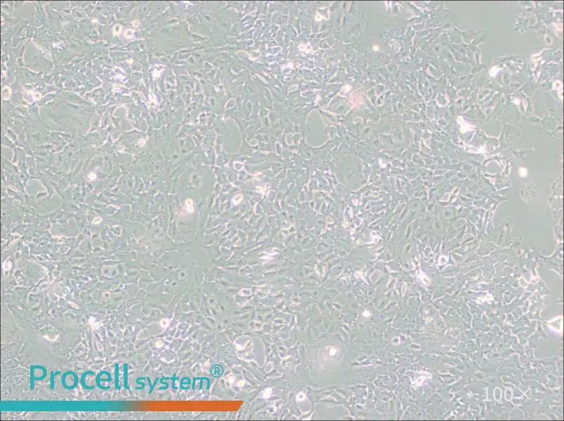 HC11 Cell Complete Medium - 1