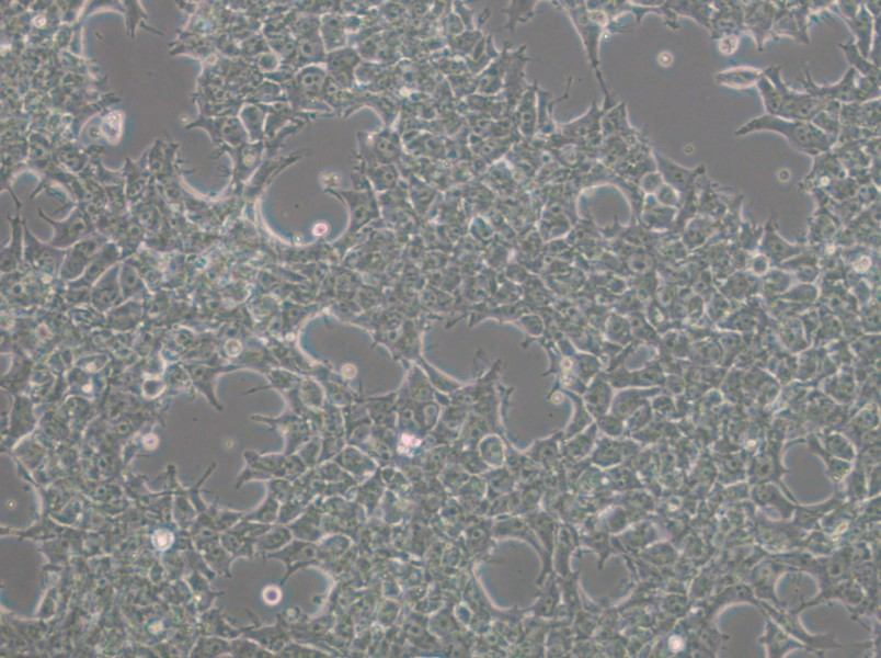 NCCIT Cell Complete Medium - 4