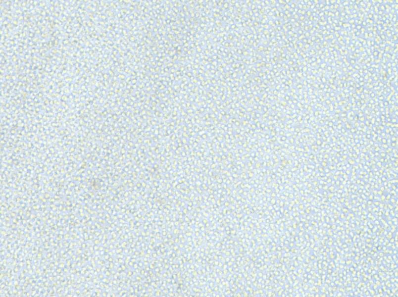 OCI-AML-2 Cell Complete Medium-searchlist-1