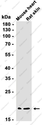 Recombinant SMAC/Diablo Monoclonal Antibody - 2