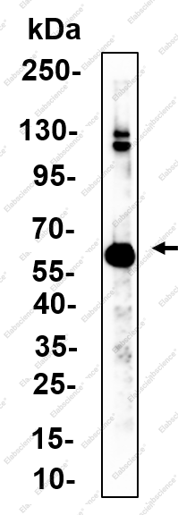 Recombinant VGLUT1 Monoclonal Antibody - 1