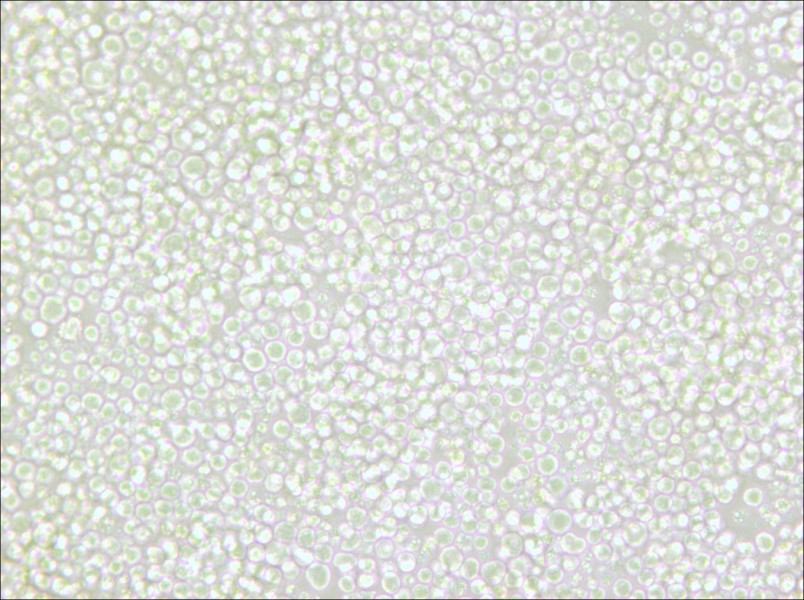 OKT 11 Cell Complete Medium - 4