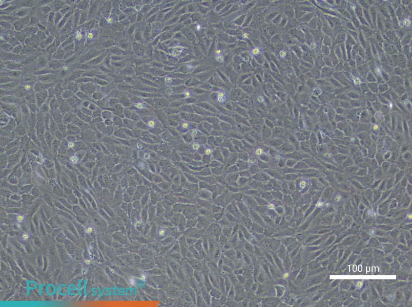Human Small Intestinal Mucosal Epithelial Cell Complete MediumHuman Small Intestinal Mucosal Epithelial Cell Complete Medium - 2