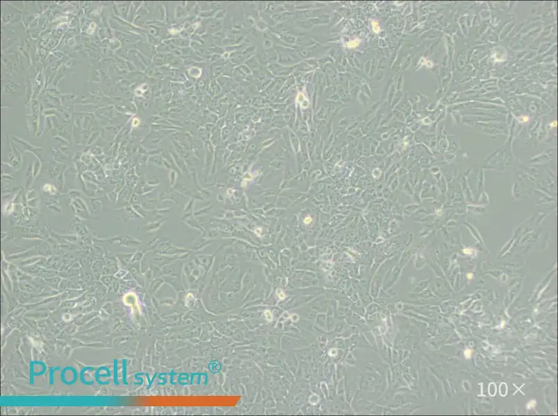 MCF 10A Cell Complete Medium - 3