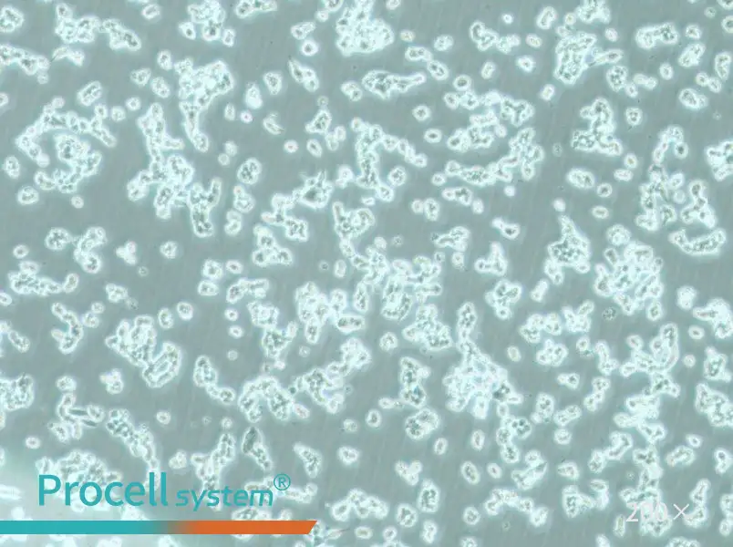 alpha TC1 clone 6 Cell Complete Medium - 6