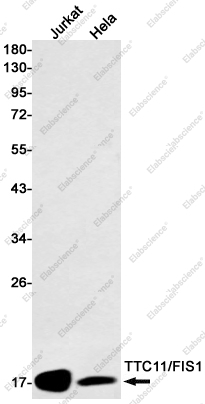 Recombinant TTC11 Monoclonal Antibody - 1