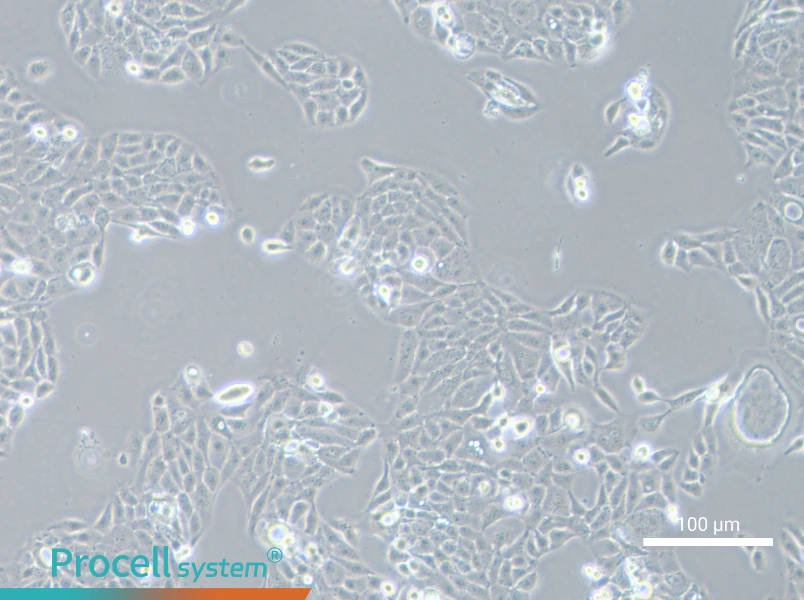 AMC-HN-8 Cell Complete Medium
