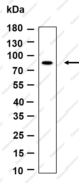 Recombinant Phospho-TBK1 (Ser172) Monoclonal Antibody - 1