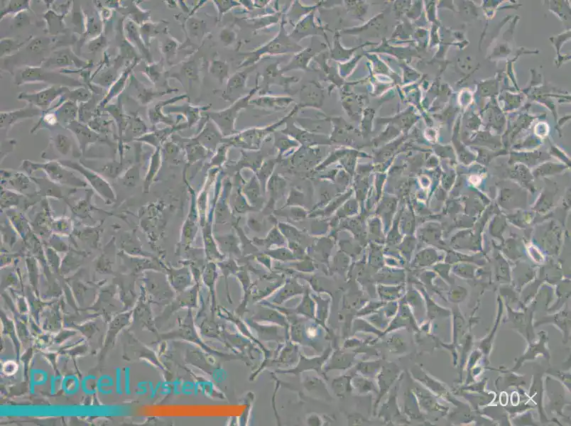 COLO 699 Cell Complete Medium - 5