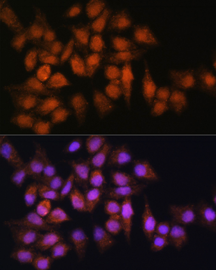 Immunofluorescence analysis of HeLa cells using BPGM Polyclonal Antibody at dilution of 1:100. Blue: DAPI for nuclear staining.