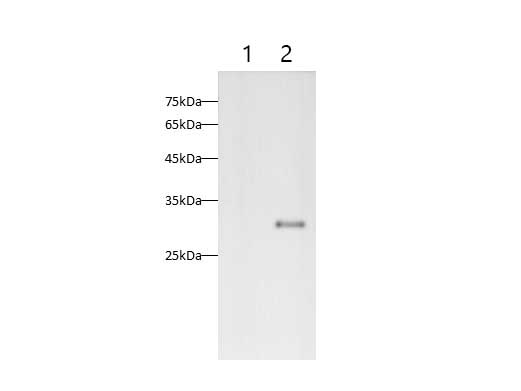 FITC Rat IgG1, κ Isotype Control[HRPN]-产品推荐-1