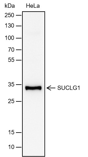 Recombinant SUCLG1 Monoclonal Antibody - 2