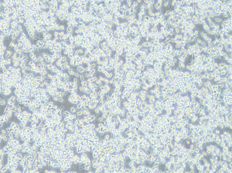 BV2-LUC Cell Complete Medium - 2