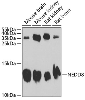 Western blot analysis of extracts of various cell lines using NEDD8 Polyclonal Antibody at 1:1000 dilution.